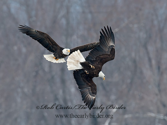 Haliaeetus leucocephalus  BALD EAGLE 8032571z