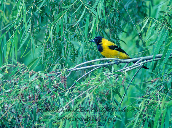Icterus graduacauda  AUDUBON'S ORIOLE 53833z