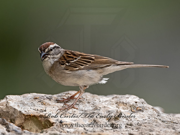 Spizella passerina  CHIPPING SPARROW 3035586z