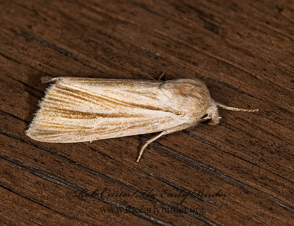 Acronicta insularis CATTAIL CATERPILLAR MOTH 8016590z