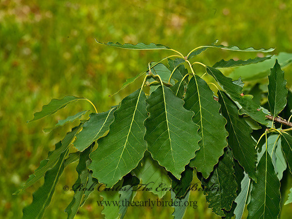 Quercus muehlenbergii  CHINKAPIN OAK 5009122z
