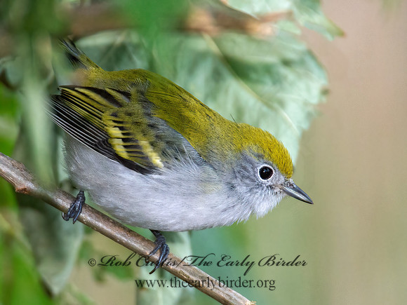 Setophaga pennsylvanica  CHESTNUT-SIDED WARBLER 9005213z