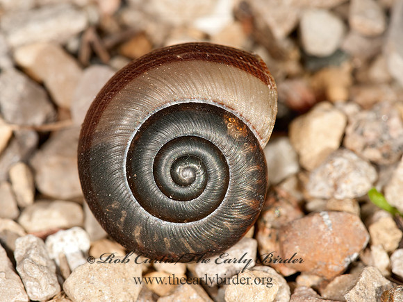 Webbhelix multilineata  POLYGYRID SNAIL 3014660z