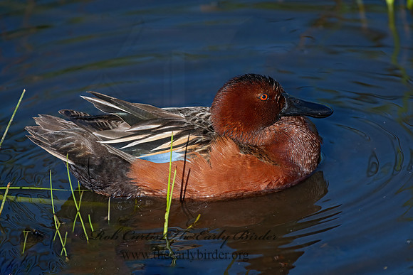 Spatula cyanoptera  CINNAMON TEAL 3028813z