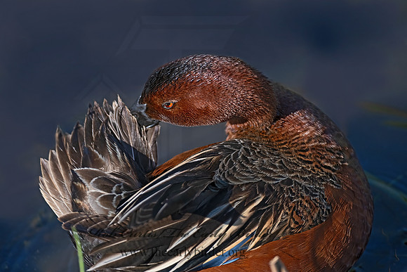 Spatula cyanoptera  CINNAMON TEAL 3028821z