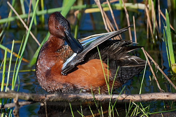 Spatula cyanoptera  CINNAMON TEAL 3028812z