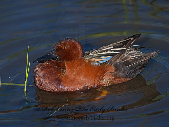 Spatula cyanoptera  CINNAMON TEAL 3028819z