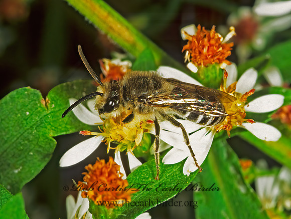 Halictus ligatus  LIGATED FURROW BEE 1115817 z