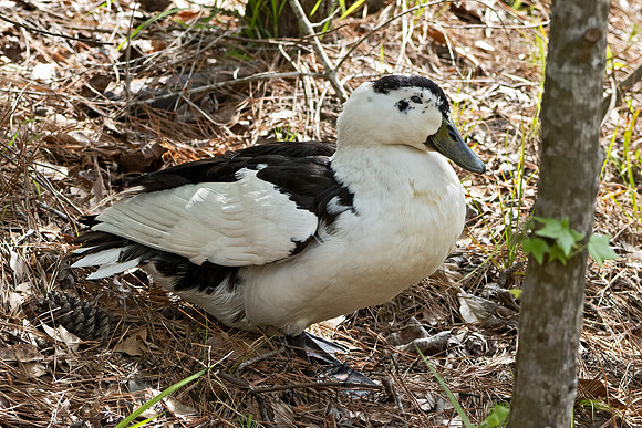 Anas platyrhynchos  MALLARD  3028528z
