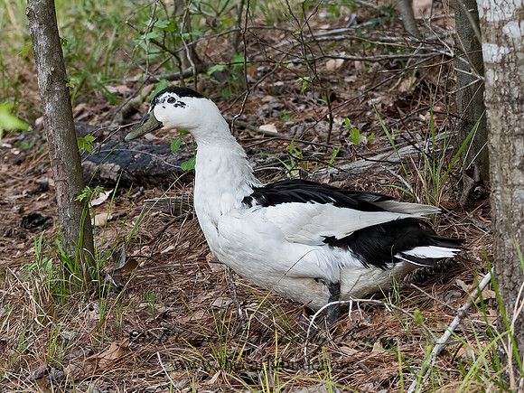 Anas platyrhynchos  MALLARD  3028529z