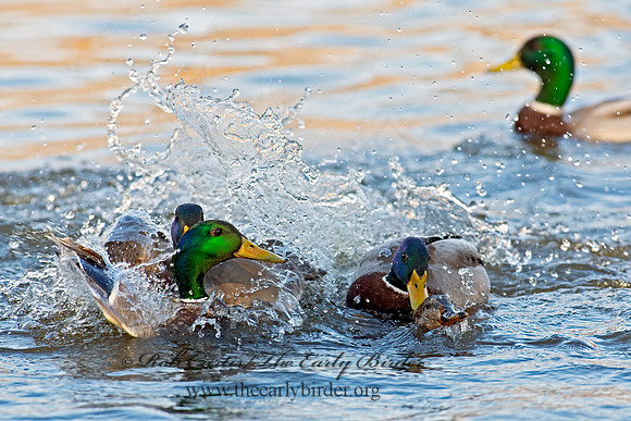 Anas platyrhynchos  MALLARD 6037964z