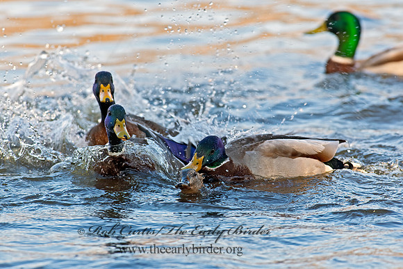 Anas platyrhynchos  MALLARD 6037962z