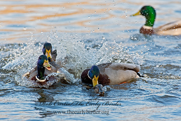 Anas platyrhynchos  MALLARD 6037963z