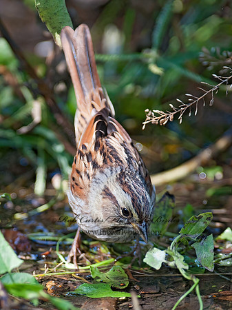 Melospiza georgiana  SWAMP SPARROW 8029250z