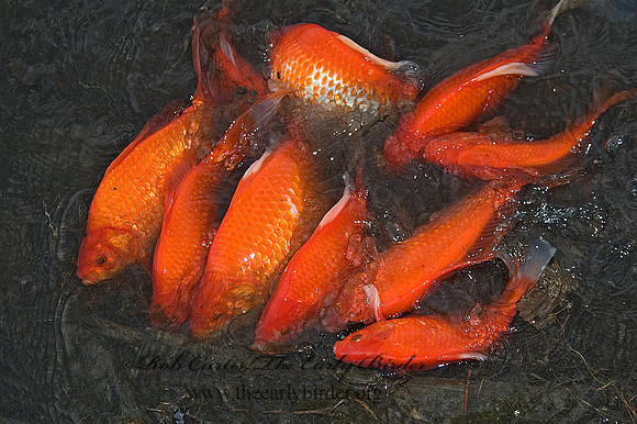 Cyprinus carpio  KOI 5004791z