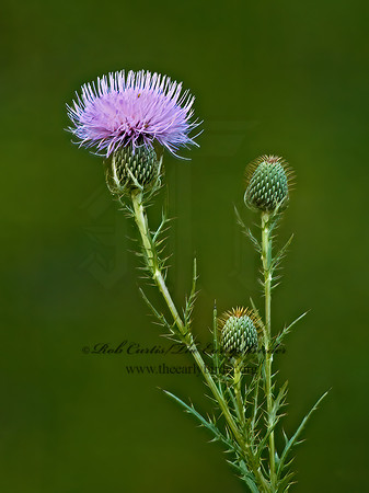 Cirsium discolor  FIELD THISTLE 5013927z