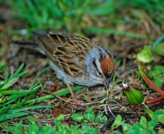 Spizella passerina  CHIPPING SPARROW 288831z