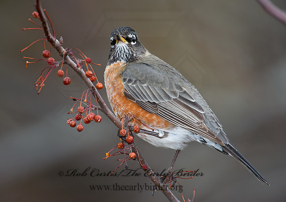 Turdus migratorius  AMERICAN ROBIN 6036502z
