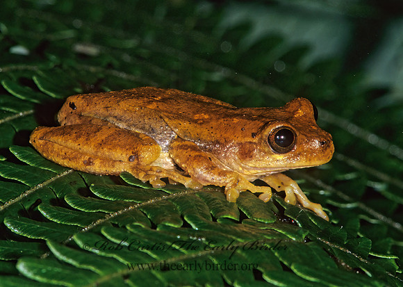 Isthmohyla pseudopuma  MEADOW TREEFROG 198411 z