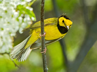 Setophaga citrina HOODED WARBLER 4000488 z