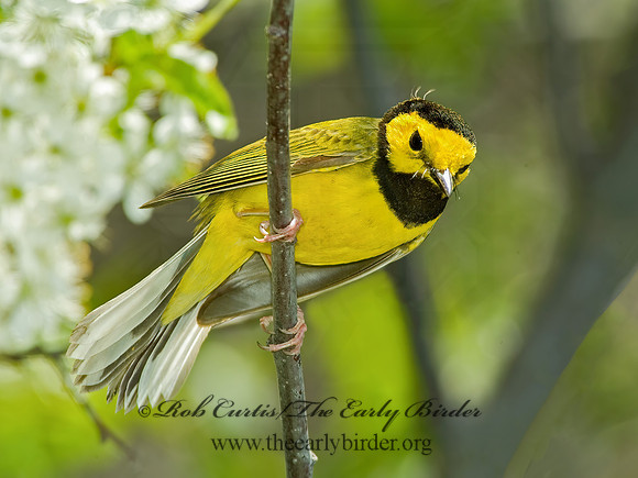 Setophaga citrina  HOODED WARBLER 4000488 z