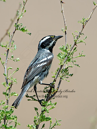 Setophaga nigrescens  BLACK-THROATED GRAY WARBLER 9056508z