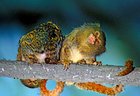 Cebuella pygmaea PIGMY MARMOSET 83308z
