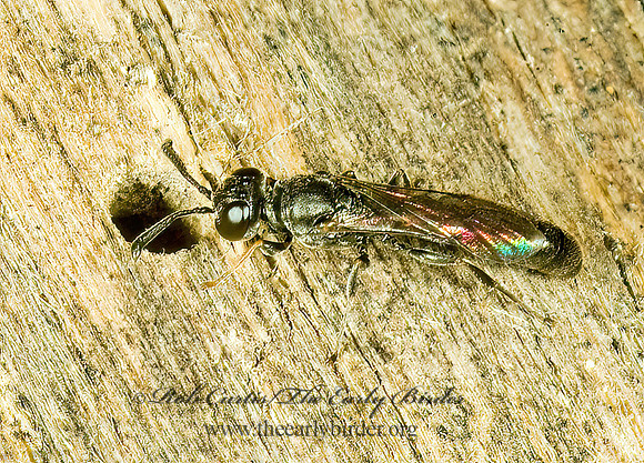 Trypoxylon (Trypoxylon)  SQUARE-HEADED WASP 4002507z