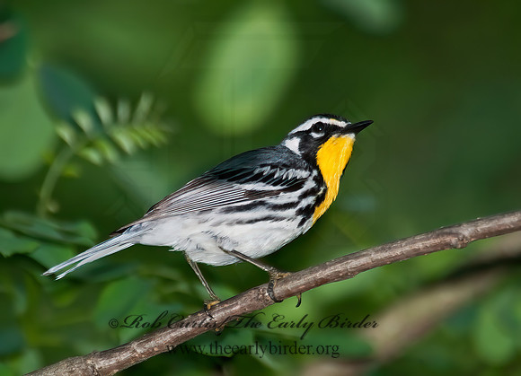 Setophaga dominica  YELLOW-THROATED WARBLER 8022696z