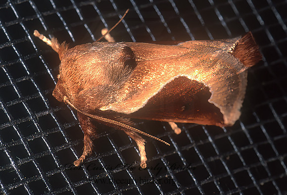 Prolimacodes badia SLUG CATERPILLAR MOTH 243713z