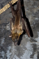 Eidolon helvum STRAW-COLORED FRUIT BAT 5017278z