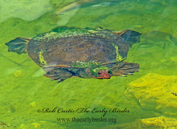 Apalone ferox  FLORIDA SOFTSHELL TURTLE 249901 z
