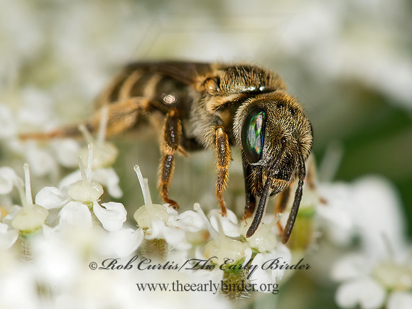 Halictus (Seladonia) confusus  CONFUSING FURROW BEE 9003256 z