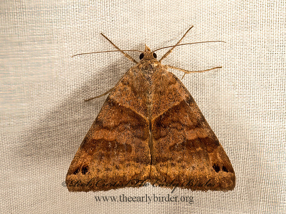 Caenurgina crassiuscula  CLOVER LOOPER MOTH 9052995z