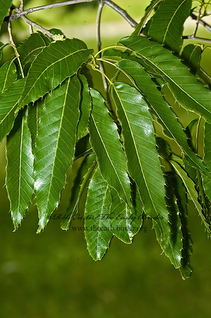 Quercus acutissima  SAWTOOTH OAK 5009121z