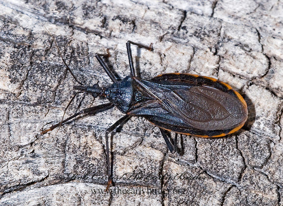 Triatoma recurva 6026439z