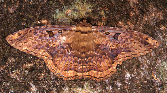 Letis WITCH MOTH 202317z