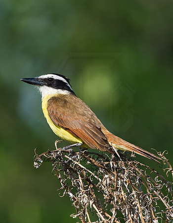 Pitangus sulphuratus  GREAT KISKADEE 7005722z