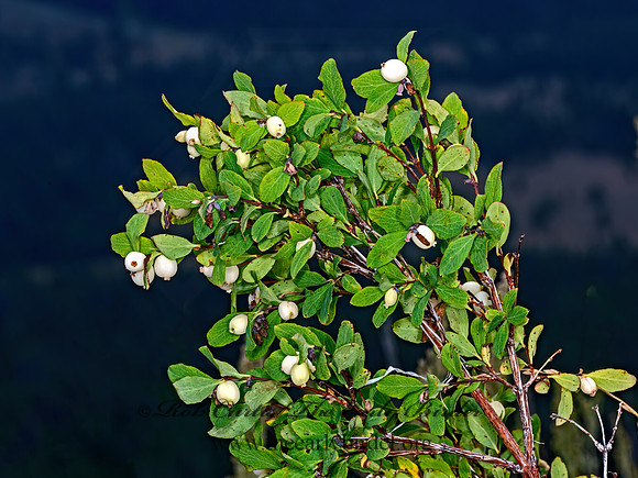 Symphoricarpos albus  SNOWBERRY 3024388z