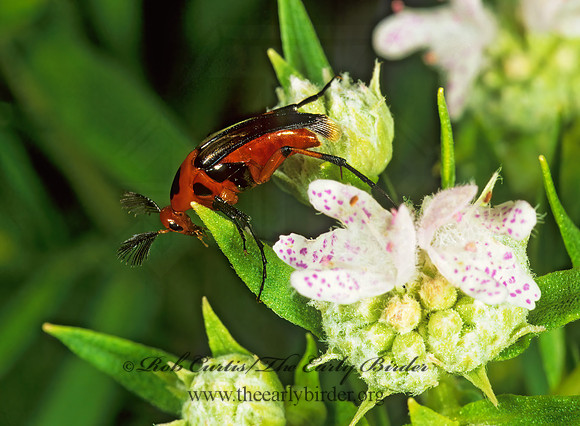 Macrosiagon limbata 1113415z