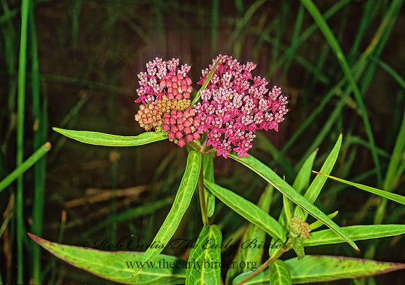 Asclepias incarnata  SWAMP MILKWEED 1110701z