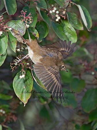 Catharus guttatus  HERMIT THRUSH 9015610z