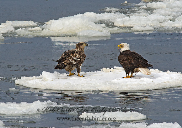 Haliaeetus leucocephalus  BALD EAGLE 8010137z