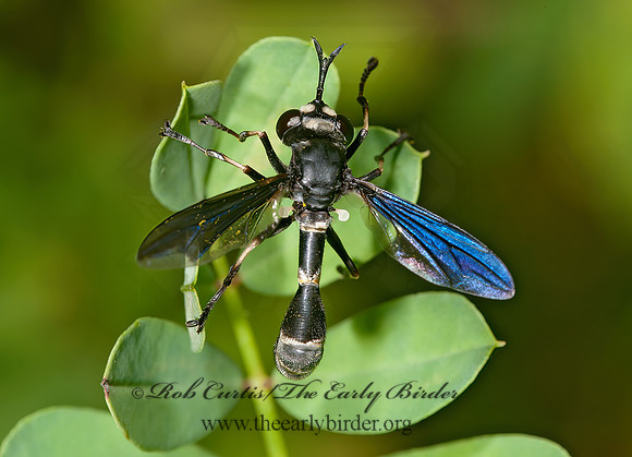 Physocephala tibialis  THICK-HEADED FLY 8031413z