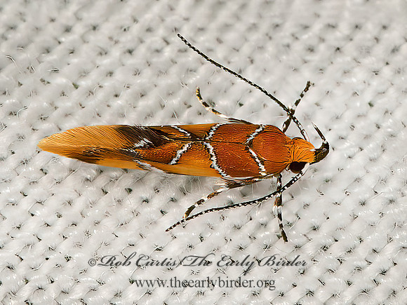 Epicallima argenticinctella  ORANGE-HEADED EPICALLIMA 9066438z