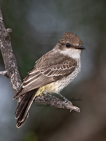 Pyrocephalus rubinus  VERMILION FLYCATCHER 3039477Z