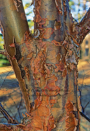 Acer griseus  PAPER BARK MAPLE 215020z