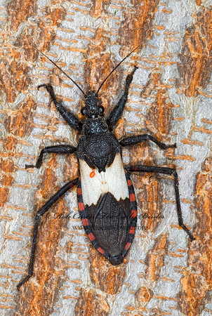 Microtomus luctuosus 6023880z