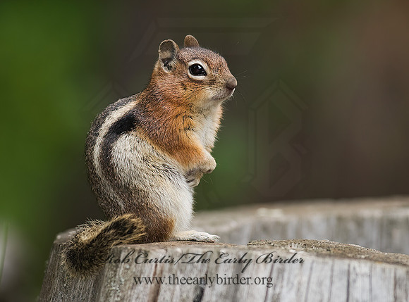 Callospermophilus lateralis  GOLDEN MANTLED SQUIRREL 6027600z