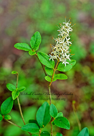 Lonicera japonica  JAPANESE HONEYSUCKLE 165418z